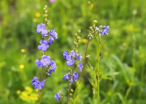 其它 草原野花遍地开 写美篇6月的草原开满各种野花,跟团旅游,自驾