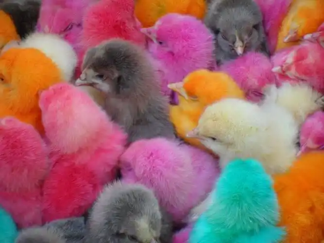 染色的小鸡崽儿,原创摄影