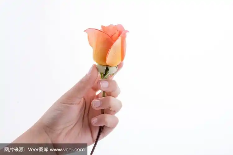 手握玫瑰