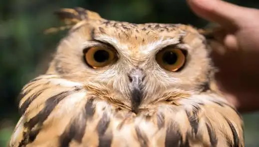 上千只鼠类,他们几乎都在夜间捕食,是老鼠的克星,老鼠一旦被他们盯上