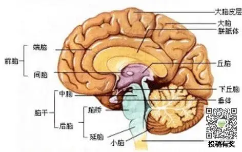 专题脑垂体偏小