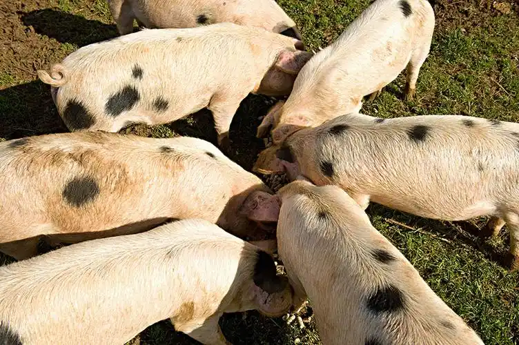 一起,吃,斑点,斯,格,欧洲,洛,特,猪,老,英国,郡