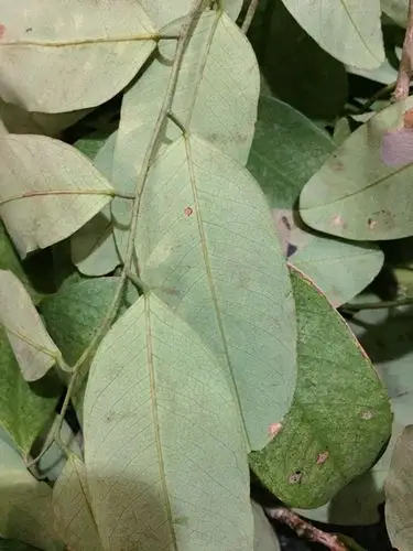 请问这是紫檀树的树叶吗?