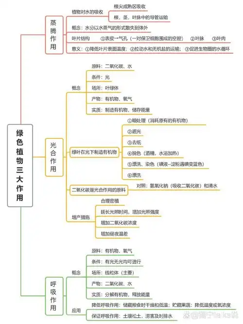 思维导图四:植物的三大作用