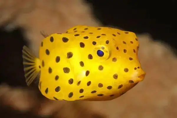 每天认识一种鱼368丨箱鲀头顶长尖角身形似盒子