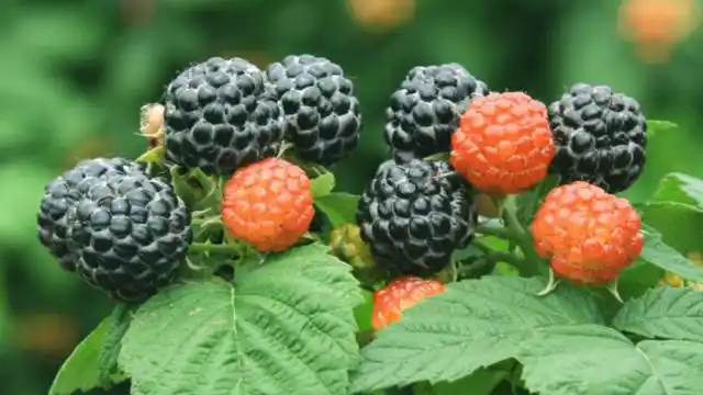 贵州美味野果覆盆子,味道鲜美且营养丰富,乡下孩子都把它当零食