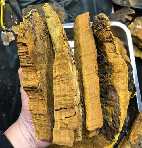 正品西藏野生桑树桑黄断碎块500克装 断掉的性价比高 桑黄灵芝