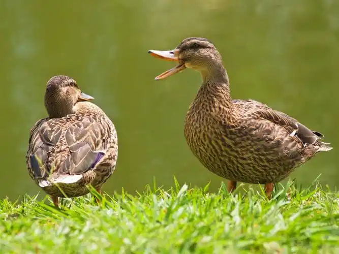 无人,站,横图,室外,白天,野生动物,美国,鸭子,草,自然,动物,张嘴,两只