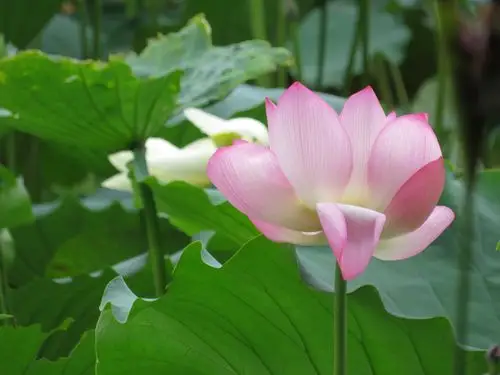 主要是相比之下暴雨过后的其它莲花依旧很端庄啊 @养草为兰草最后比