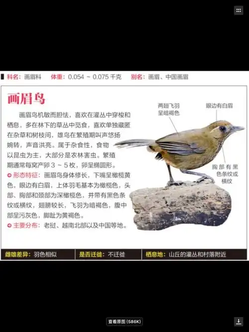 我推荐的一本鸟书,《鸟图鉴》———吴悠