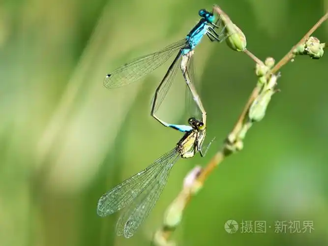 产卵的蜻蜓