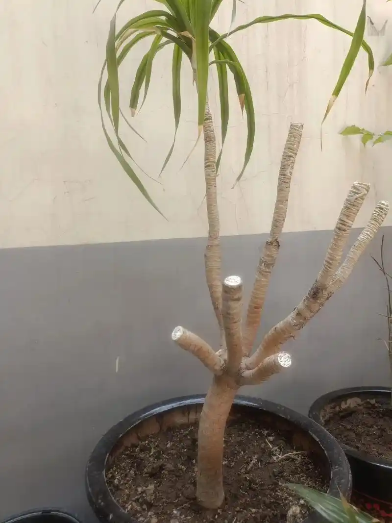 解压良方修剪龙血树,太解压停不下来龙血树的修剪方法和注意事项 - 抖