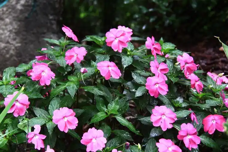 苏丹凤仙花凤仙花科凤仙花属