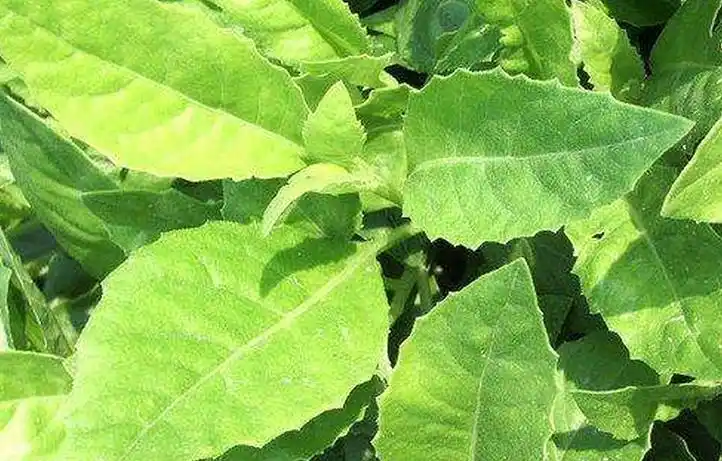 p>白凤菜(学名: i>gynura formosana /i> kitam.