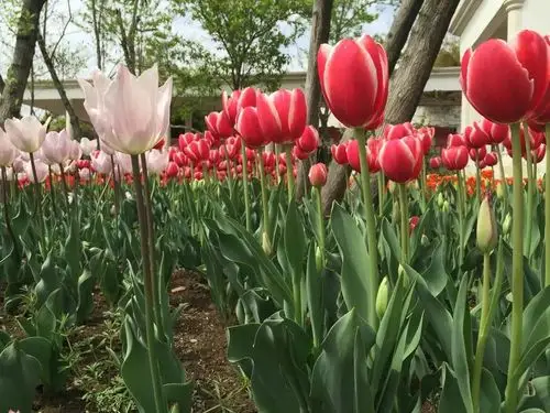 南京情侣园 手机800万像素漫拍 请大家多多指点.