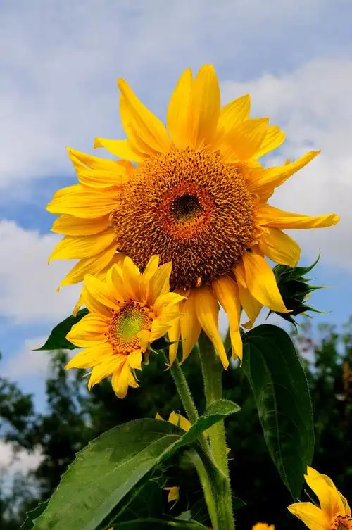 艳阳高照葵花盛开