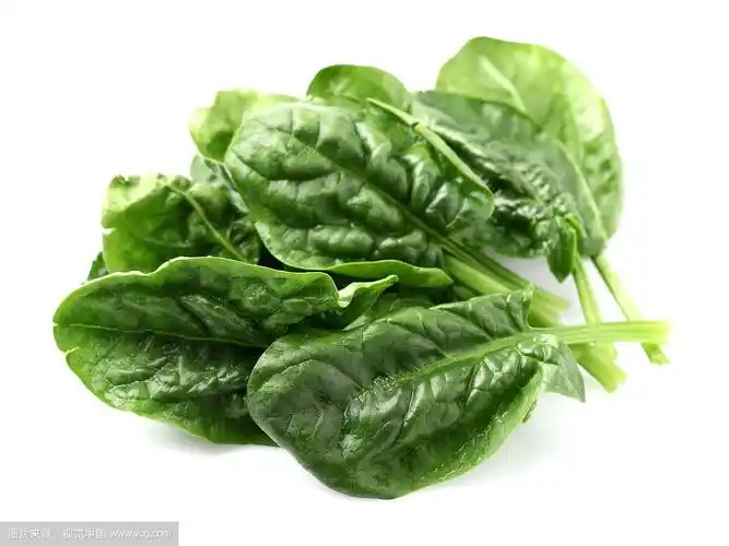 菠菜叶子