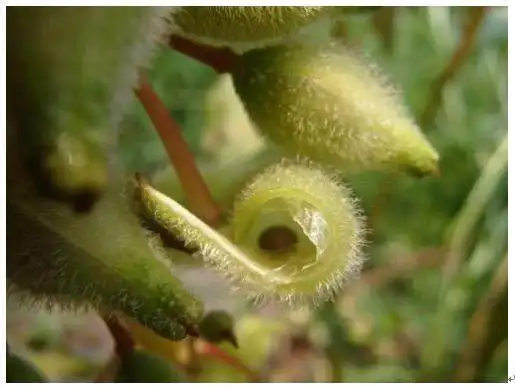 成熟的凤仙花果实像个微型的炸弹,如果轻轻一碰,果实马上"炸"开,把