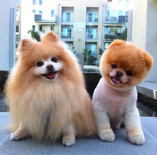 一对幸福的博美情侣buddy & boo