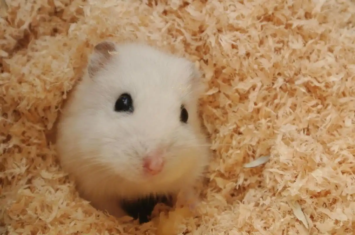 荷兰猪是仓鼠吗?