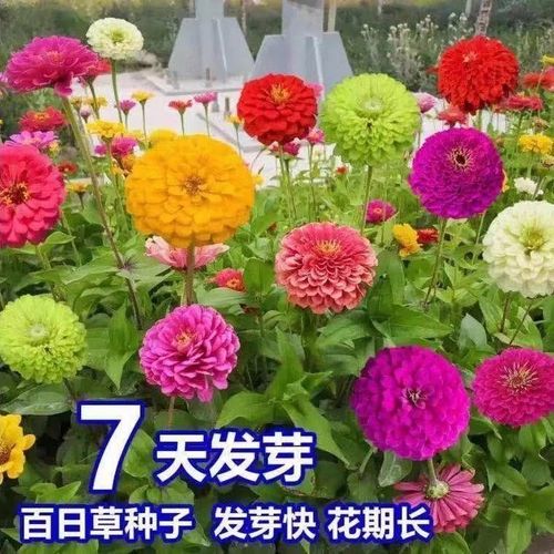 百日草花种子四季开花步步高百日菊种子矮杆混色重瓣百日草花种籽