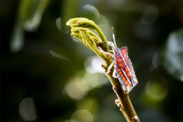 龙眼树上拍到的臭虫