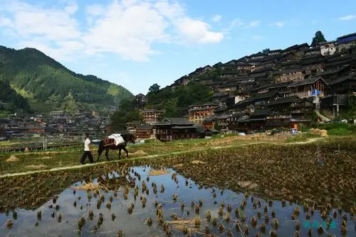 走进苗家田野和寨间小道触摸画境秋色和朴素生活