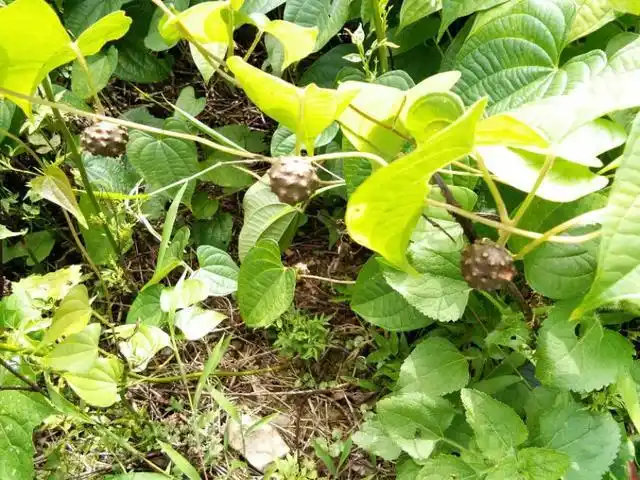 具有广谱抗肿瘤作用的野生中草药――黄药子