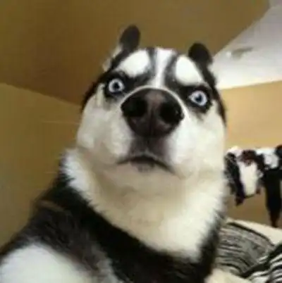 二哈搞笑图片头像