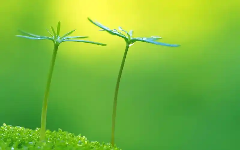 75款植物萌芽高清壁纸
