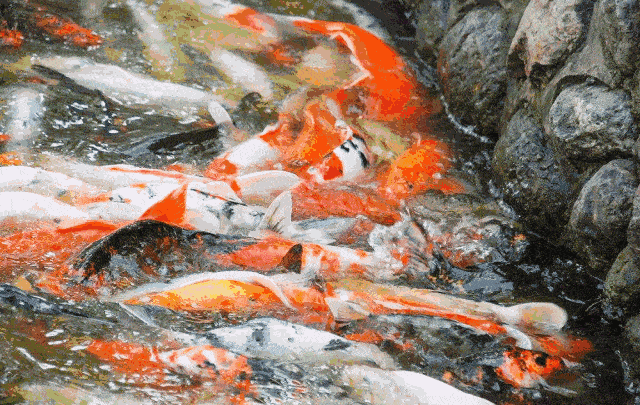 如何通过养鱼改善风水赶紧学一学吧!