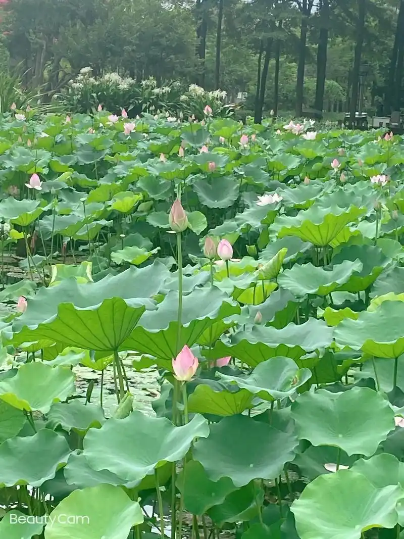 荷塘美景 #夏日荷花 #美好时光留住美好的回忆 #生活随拍 - 抖音