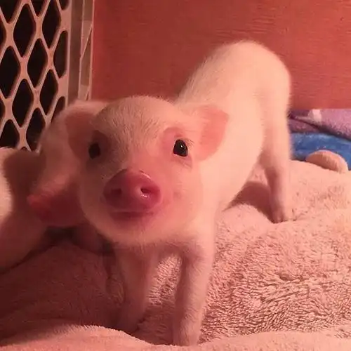 主题:关注了一个养猪博主每天吸到停不下来,有没有养宠物猪的gn讲讲
