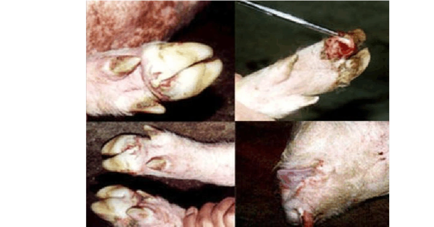 什么是口蹄疫,口蹄疫症状,口蹄疫治疗用药,猪得口蹄疫怎么治,猪蹄壳