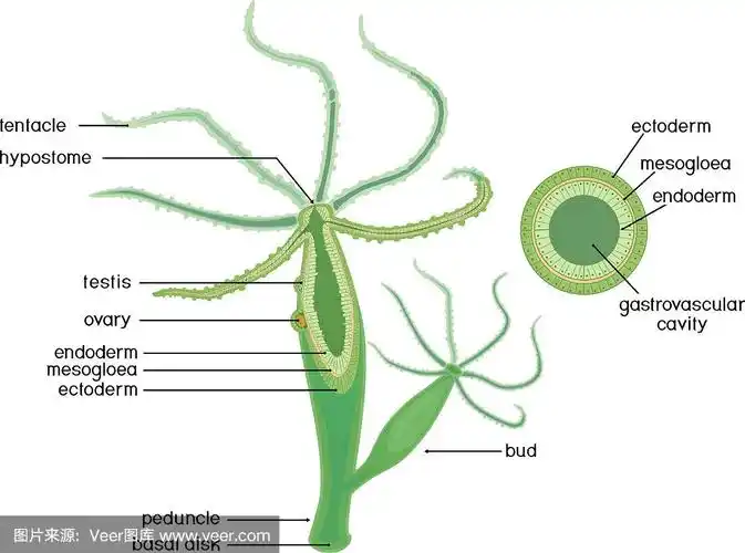 九头蛇的结构.水螅体横切面.动物学教材