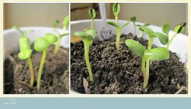 向日葵生长过程