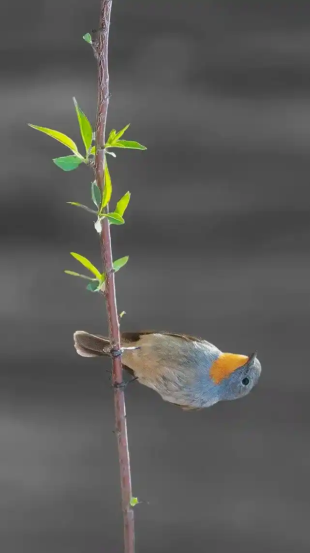 黄靛颏鸟/#野生鸟类摄影 #抓拍精彩瞬间  - 抖音