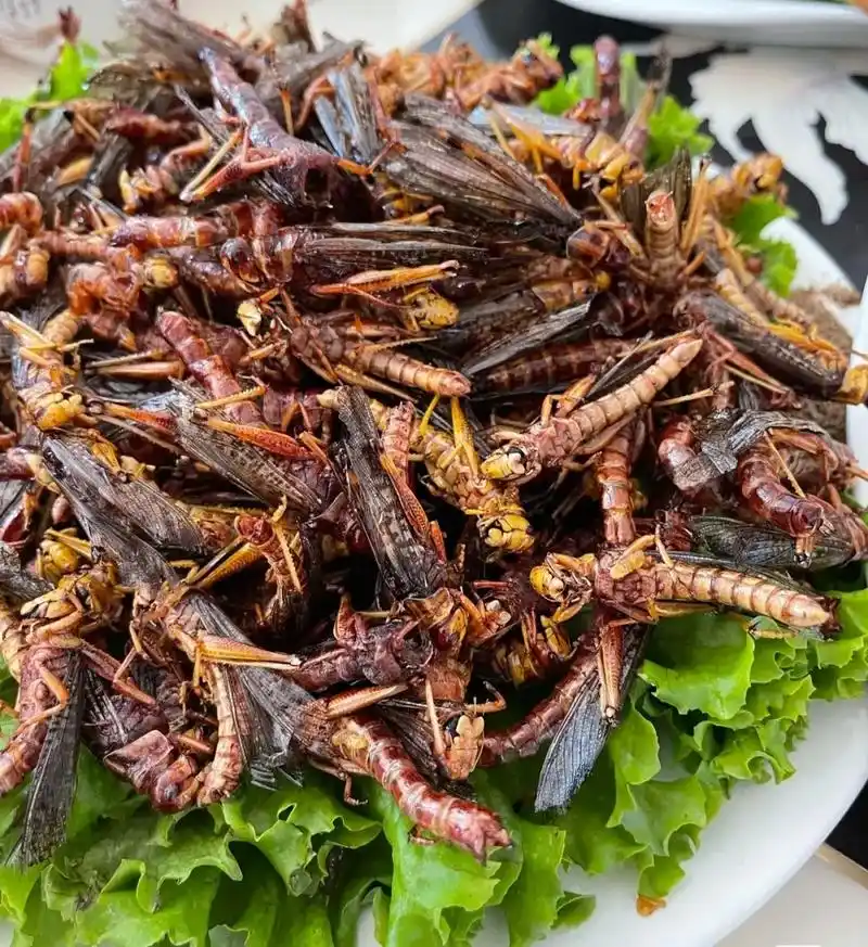 香炸金蝉油炸野生蚂蚱