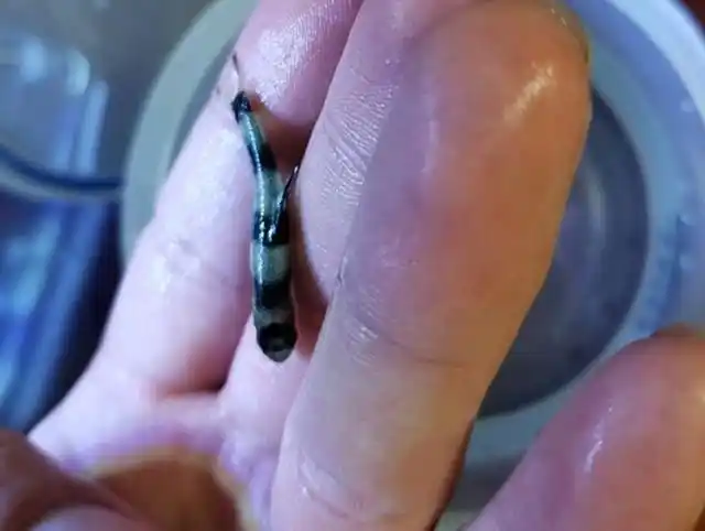 钓获一条不认识的鱼,黑白相间看着很漂亮,这鱼珍贵吗,求鉴定