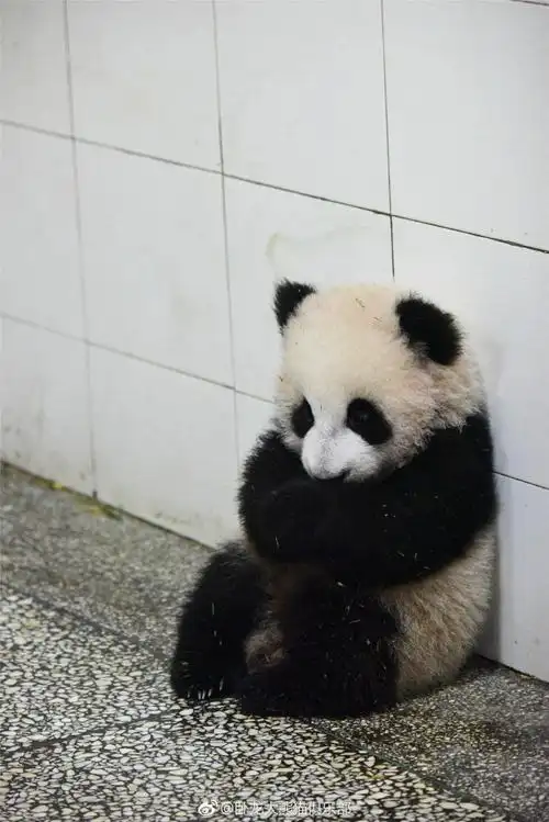 熊猫妈妈在吃饭 熊猫宝宝抱着自己在墙角等妈妈 好乖哦!像玩具