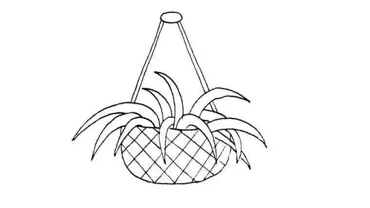 吊兰简笔画
