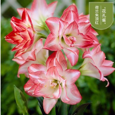 重瓣朱顶红种球大球花卉当年开花活四季开花植物盆栽花卉净化空气