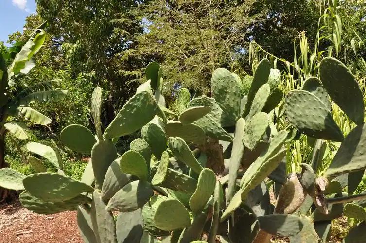 2018-11-30澳大利亚自由行(五)悉尼歌剧院,皇家植物园