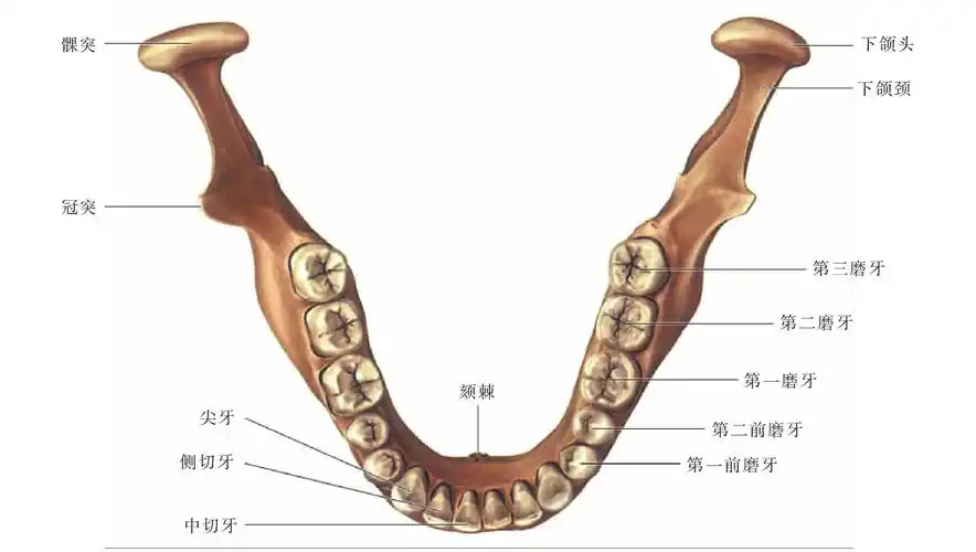 (图) 下颌恒牙