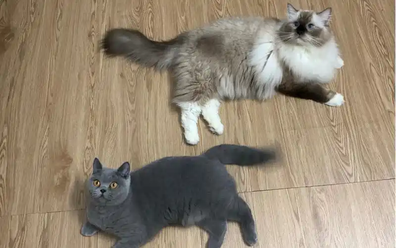 布偶猫hebe和蓝猫妹妹合集