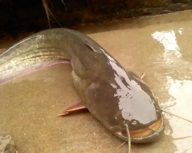 鄂尔多斯黄河鲶鱼