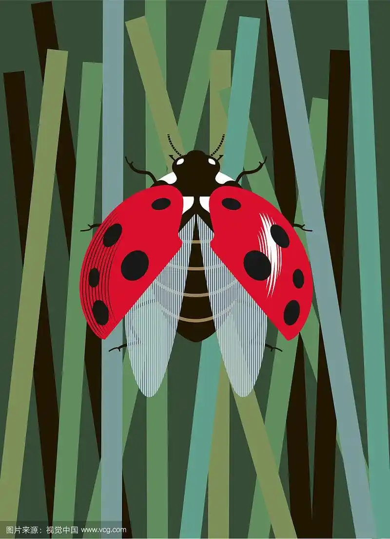 瓢虫展开翅膀