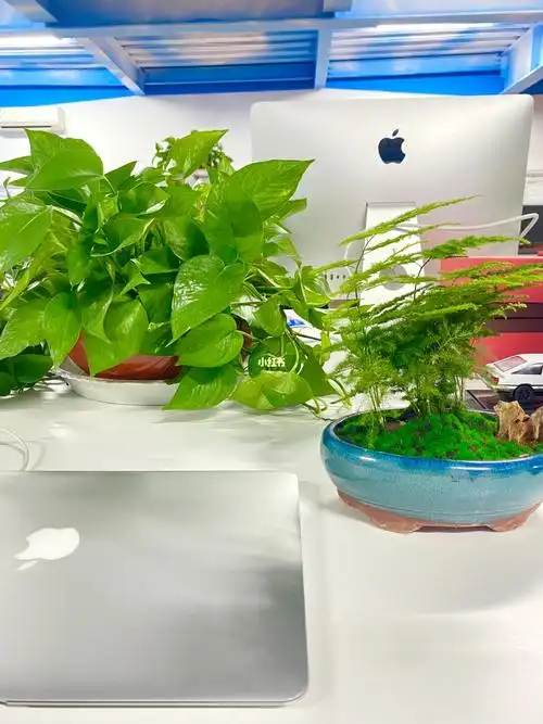 办公室桌面绿植文竹造型