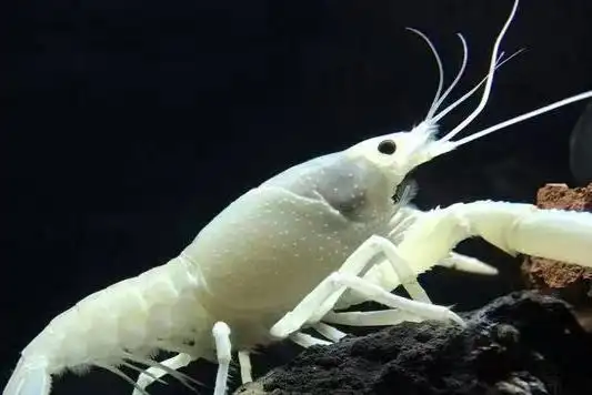 生活在450℃热泉喷口处的盲虾,靠什么识别热源?水煮能烹熟吗?