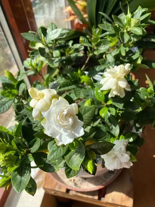 去年栽的栀子开花啦